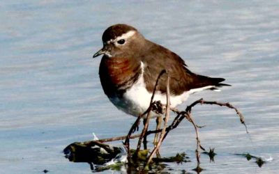 11 de Mayo DÍA INTERNACIONAL DE LAS AVES MIGRATORIA