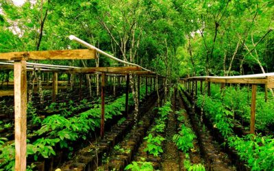 5 de Junio DÍA MUNDIAL DEL AMBIENTE