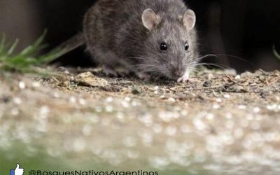 ALERTA POR BROTE DE HANTAVIRUS EN ZONA CORDILLERANA CHUBUT