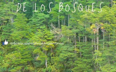 DÍA INTERNACIONAL DE LOS BOSQUES