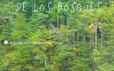 DÍA INTERNACIONAL DE LOS BOSQUES