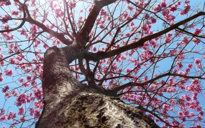 DÍA DEL ÁRBOL