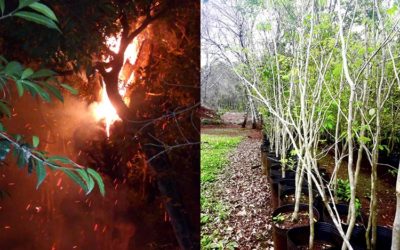 GRAPIA MILENARIA INCENDIO Y “RESURRECCIÓN”