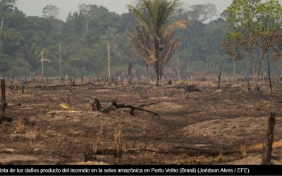 ADHERIMOS AL MANIFIESTO INTERNACIONAL POR LOS INCENDIOS EN LA AMAZONIA