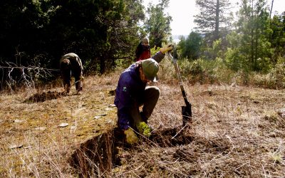 NUESTROS BOSQUES NATIVOS