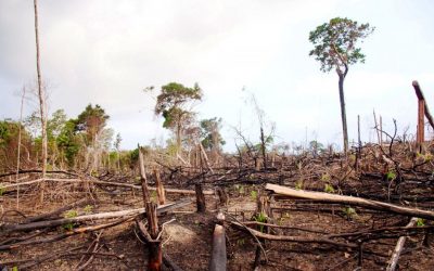 SALTA: MUERTES POR AGUAS CONTAMINADAS DEFORESTACIÓN Y GRAVES CONSECUENCIAS