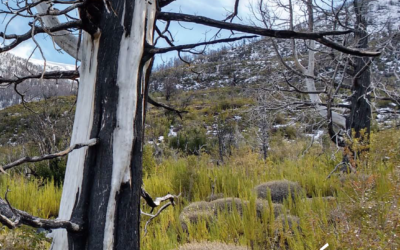 YA SALIÓ EL NUEVO NÚMERO DE NUESTRA REVISTA BIODIVERSIDAD® “RESTAURACIÓN BOSQUES PATAGÓNICOS INCENDIADOS”