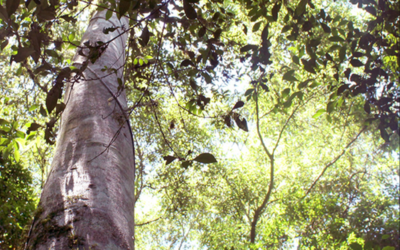 Guatambú blanco Un árbol contra el Chagas