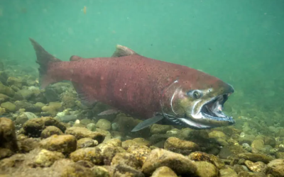 CHINOOK: EL SALMÓN INVASOR EN PATAGONIA DR. AVIGLIANO DETERMINÓ COMPORTAMIENTO, CICLOS MIGRATORIOS Y MÁS PRECISIONES.