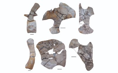 Descubren en Chubut un esqueleto casi completo de un reptil cuello largo que convivió con los dinosaurios